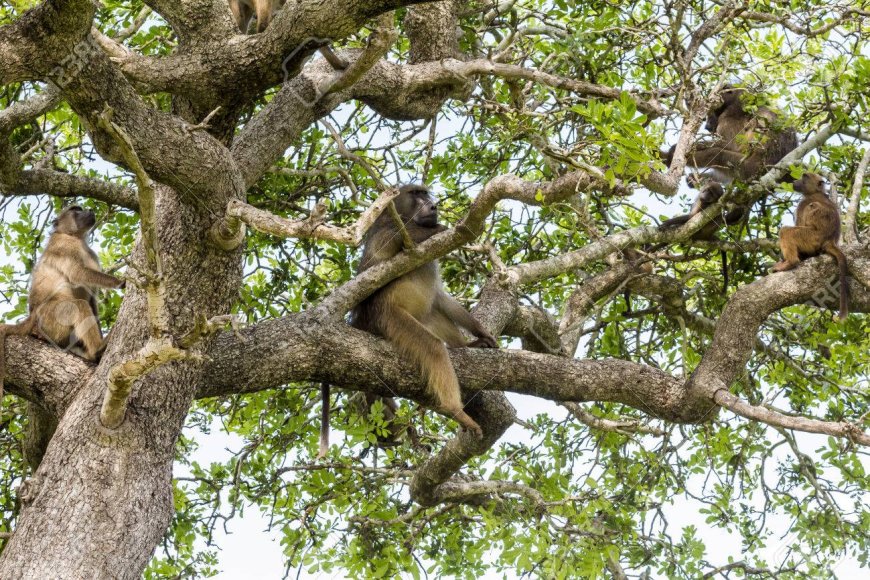 Agricultores de Lagoa denunciam invasão de macacos e dizem prejudicados