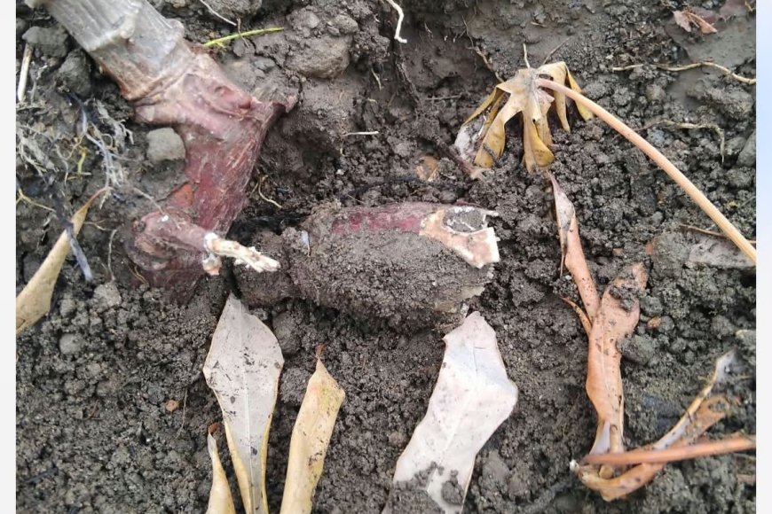 O grito de socorro dos agricultores da Brava e o silêncio mortífero da câmara municipal da brava e do ministério da agricultura