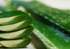 What Makes This Aloe Vera Better Than the Competition?
