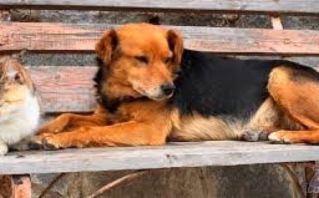 Brava: Campanha de desparasitação e castração de cães e gatos