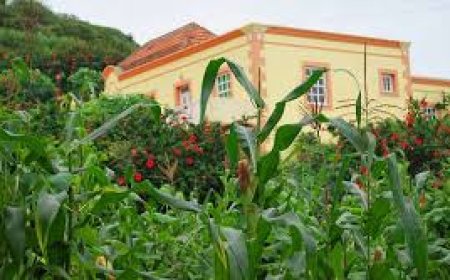 Brava: Joao da Noly vota mssivamente no MpD