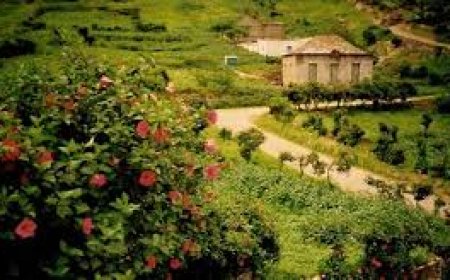 Mato: Uma localidade que regride no tempo