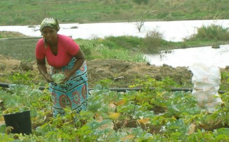 Cabo Verde eleito membro do Conselho da FAO
