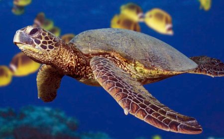 Período de desova de tartarugas - Uma necessidade de protecção e sensibilização