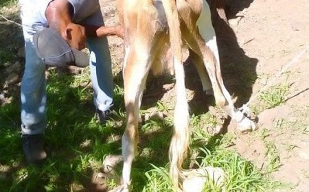 Brava: Carrapatos atacam a população de gados da ilha