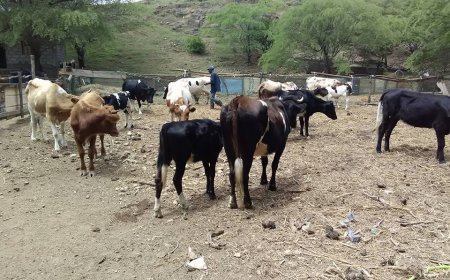 Brava: Delegação do MAA apresenta plano para controlo de ectoparasitas