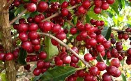 Ilha do Fogo: Mais de onze toneladas de café comercial exportados para os EUA