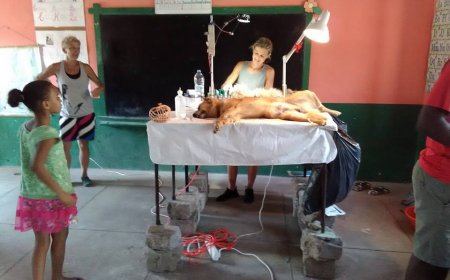 Brava: Primeiro dia terceira Campanha de castração de cães, uma actividade bem sucedida