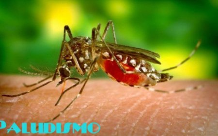 Paludismo com contornos preocupantes em Cabo Verde: Surto da doença dispara para 425 casos desde o início do ano