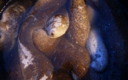 Brava: Apanha de “pepino do mar”, uma mina de ouro antes desconhecida pelos bravenses