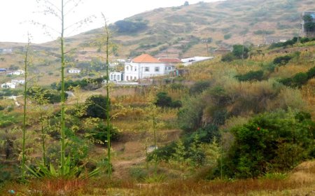 Plano de emergência prioriza salvamento de gado com “aposta forte” no controlo de ectoparasitas dos bovinos