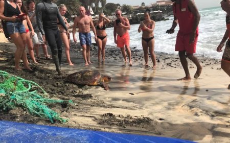 Uma tartaruga presa numa rede de pesca acabou de ser salva por um Surfista português. Foi lindo vê-la voltar ao mar!!!!