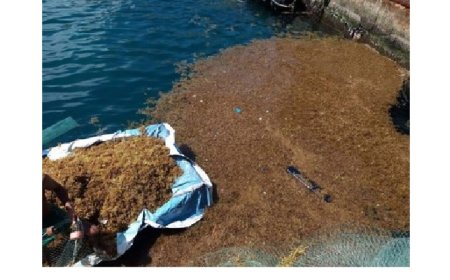 Algas marinhas no Porto na Furna, um perigo iminente a navegação