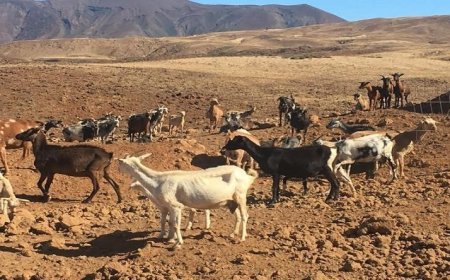 Cabo Verde : Cerca de 140 mil pessoas podem estar em situação de vulnerabilidade nutricional se não chover este ano no país