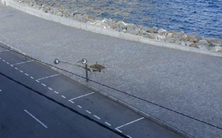 Furna..marginal a espera dos novos postes e de  uma solução para os restantes prestes a cair