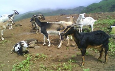 Criador de Gado na Brava queixa de falta de atenção do Governo para com a ilha