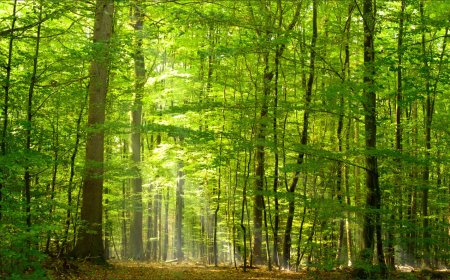 PARA QUEM NAO SABIA.