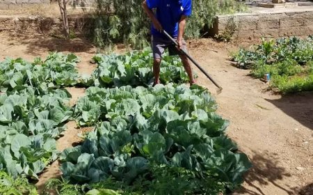 Escola de Cachaço, do agrupamento das Escolas Básicas Nossa Senhora do Monte aposta no Horto escolar para reforço da ementa diária