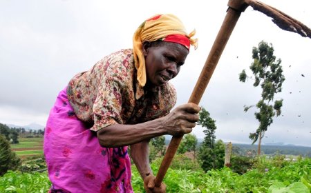 FAO coloca Cabo Verde na lista de países com necessidade de assistência alimenta