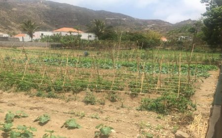 Brava: Agricultores e criadores de gado acusam delegado do MAA na ilha de usar meios públicos “em benefício próprio”