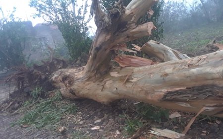 Brava: “Helene” provoca queda de arvores, antenas...