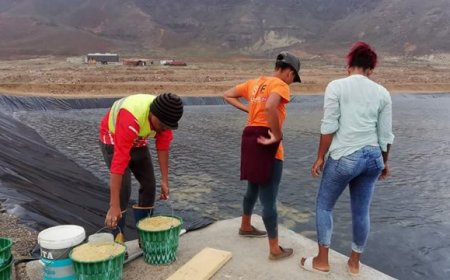 “Fazenda de Camarão” perde 580 quilos de pós-larvas: Empresa culpabiliza a TAP pelo prejuízo e critica situação dos voos em S. Vicente