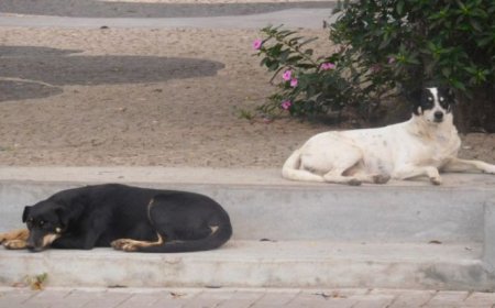 Brava: 90% da população canina na ilha encontra-se registada – vereadora