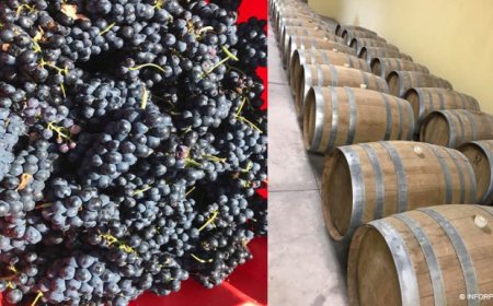 Fogo: Vinha Maria Chaves prevê produzir entre 30 a 50 mil garrafas com a colheita de Janeiro