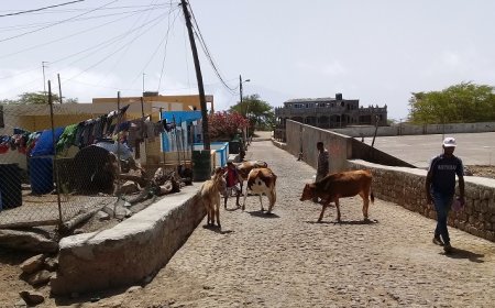 Brava: Unidade Técnica do POSER financia construção de currais e cisternas aos pastores