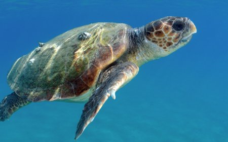 Brava: Projecto Vitó pretende realizar campanha “mais forte” na protecção das tartarugas