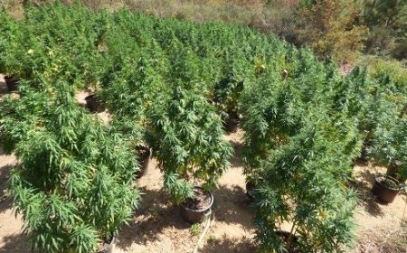 Plantações criminosas: Tribunal aplica TIR a suspeito de cultivar cannabis nos Mosteiros