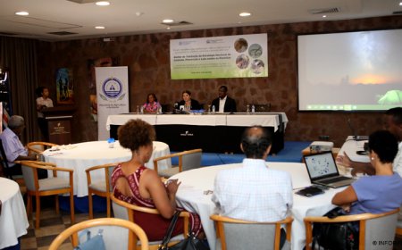 Surto de parasitas atingiu ilhas Brava e São Nicolau e alguns concelhos de Santiago – director-geral da Agricultura