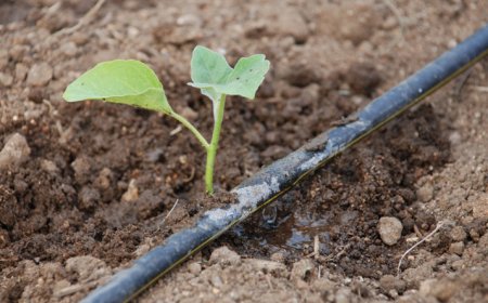 Fogo: Águabrava vai realizar avaliação do impacto do regulamento tarifário de água para agricultura