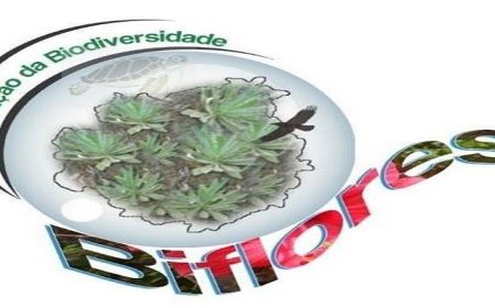 Brava: Associação Biflores pretende lançar artigo científico sobre as plantas endémicas da ilha até Dezembro