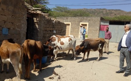 Brava/Ano Agrícola: Population of Cachaço asks entities to make decisions “in good time”