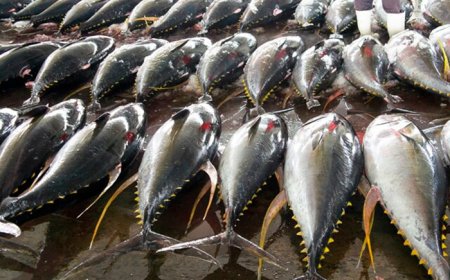 Biosphere 1 criticizes fisheries agreement between the European Union and Cape Verde