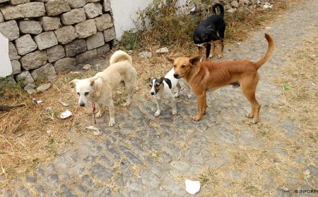 Brava: Shepherds of Cachaço “revolted” with loss of cattle caused by stray dogs
