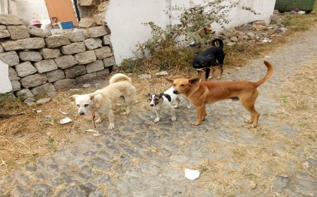 Brava: Shepherds from Cachaço worried about loss of cattle caused by stray dogs