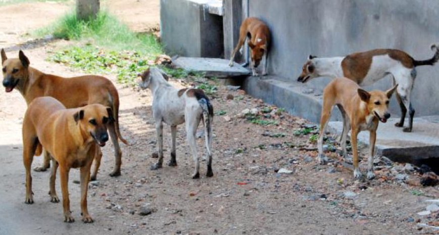 NOVA SINTRA – O PROBLEMA DOS CÃES VADIOS