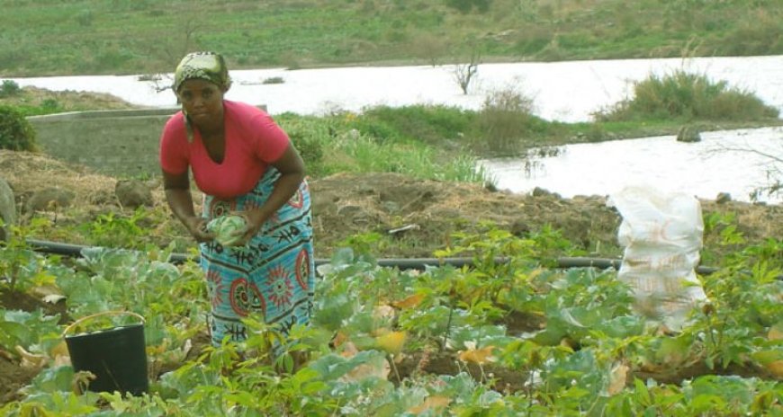 Cabo Verde eleito membro do Conselho da FAO