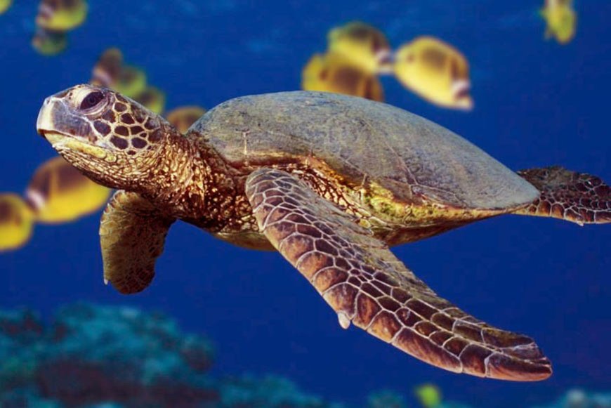 Período de desova de tartarugas - Uma necessidade de protecção e sensibilização