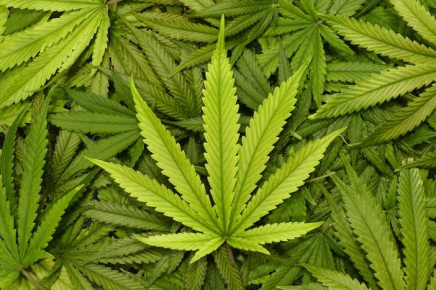 Brava: Indivíduo apanhado com cultivo de Cannabis
