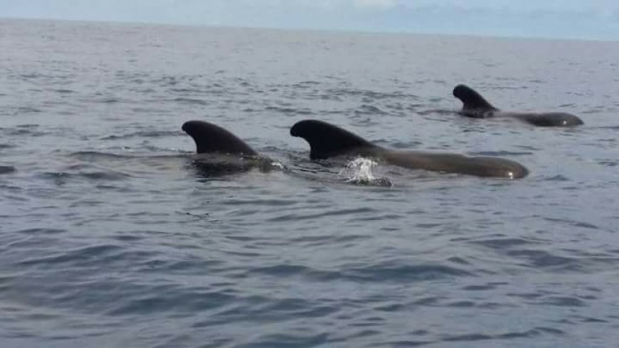 foto do dia: Baleias visitando furna
