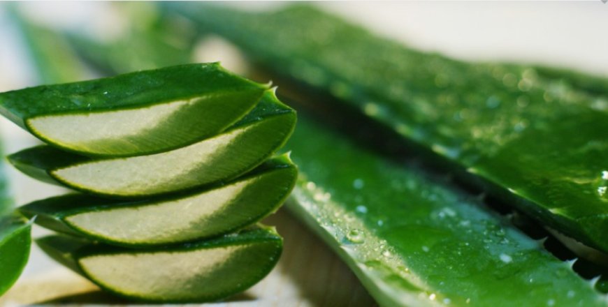 What Makes This Aloe Vera Better Than the Competition?