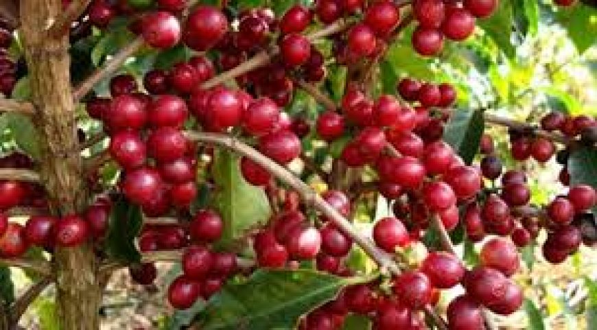 Ilha do Fogo: Mais de onze toneladas de café comercial exportados para os EUA