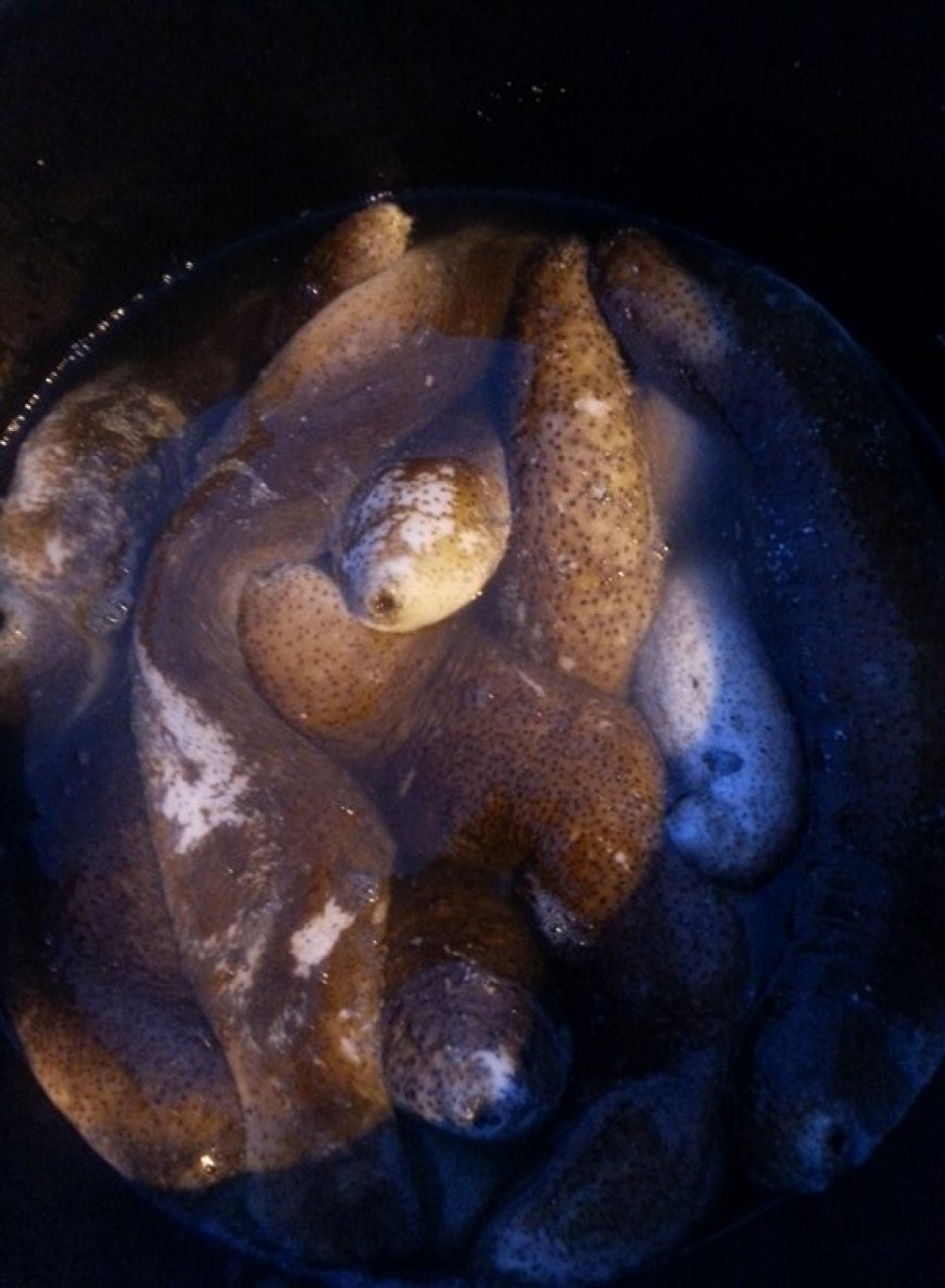 Brava: Apanha de “pepino do mar”, uma mina de ouro antes desconhecida pelos bravenses