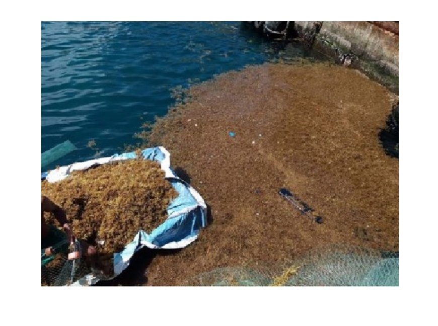 Algas marinhas no Porto na Furna, um perigo iminente a navegação
