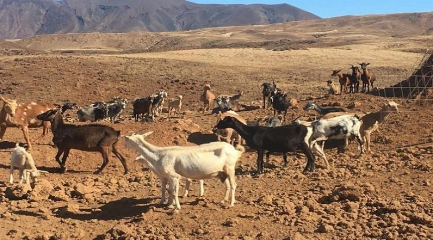 Cabo Verde : Cerca de 140 mil pessoas podem estar em situação de vulnerabilidade nutricional se não chover este ano no país