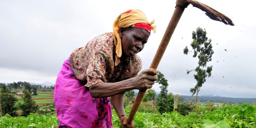 FAO coloca Cabo Verde na lista de países com necessidade de assistência alimenta