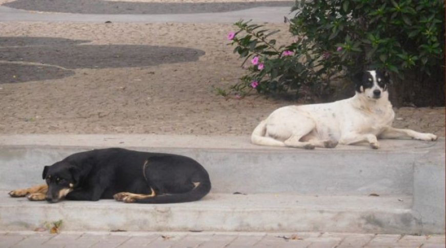 Brava: 90% da população canina na ilha encontra-se registada – vereadora